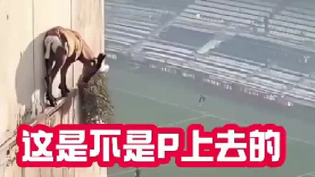 它怎么回去呢？