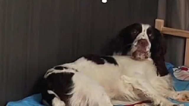 猫咪把狗子的风扇电源线拔了