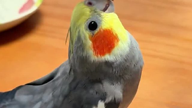 有人陪能玩一天的小玄鸡