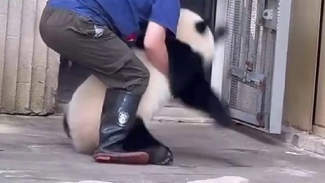 今天收猫有点激烈