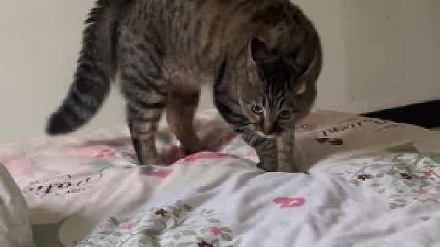 小猫叫妈妈起床的样子，拽拽的