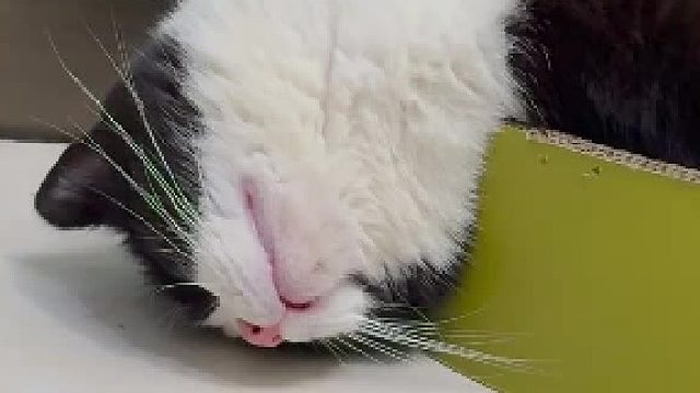 养猫千万别养黑白的！