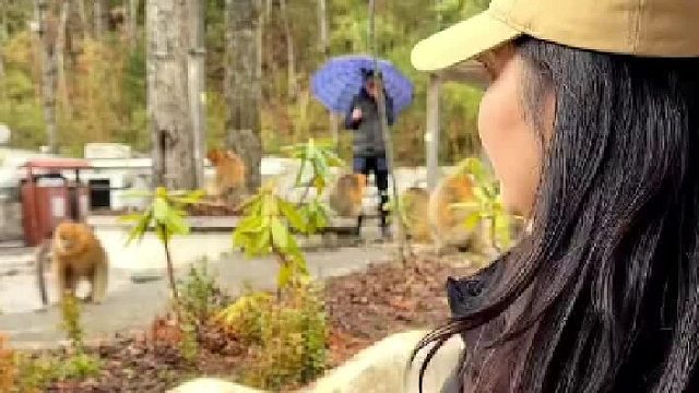 遇见猴子的可爱瞬间！