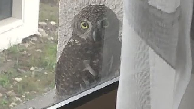 也没人说猫头鹰的头能转一圈啊