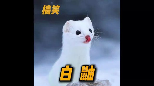 白鼬 软萌雪白我可爱，没事我就发发癫，看我发癫，能够治愈一切的不开心。