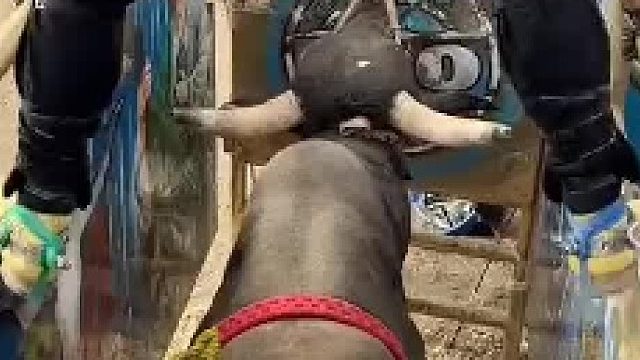 勇闯斗牛场，挑战自我极限！