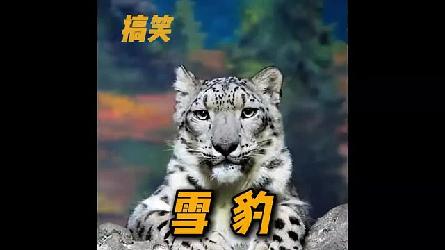 雪豹我就是好了伤疤忘了疼，怎么样呀？