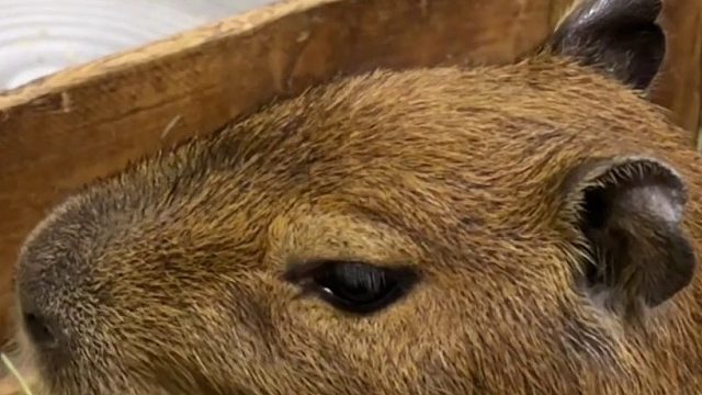 卡皮巴拉吃饭时不要打扰它