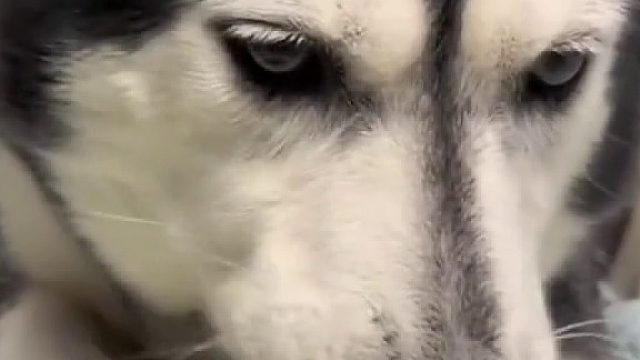 你见过吃青菜的二哈么