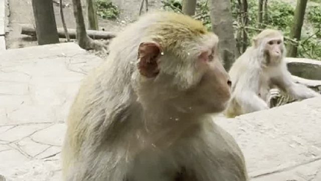 猴哥有严重洁癖