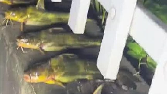 野钓昂刺鱼十三年，有什么不懂问我！