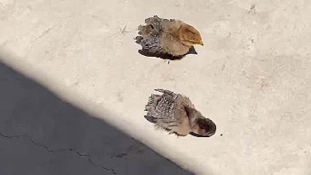 怎么回事？为何一见太阳就睡觉？