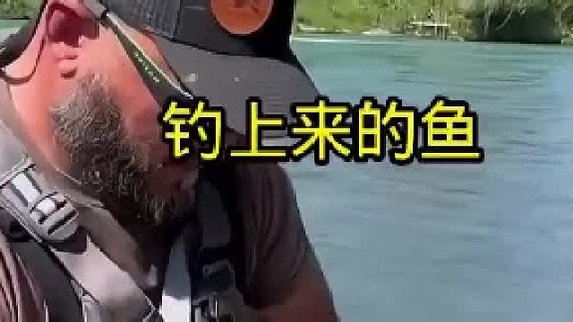钓上来的一条鱼