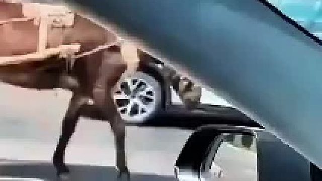 大爷骑驴上街，遭到网友羡慕，大几十万的车还不如驴好使！