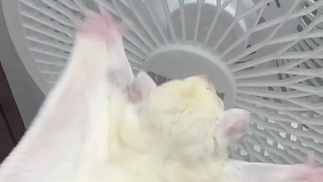 哈哈哈哈，遇到风以为自己在滑翔呢