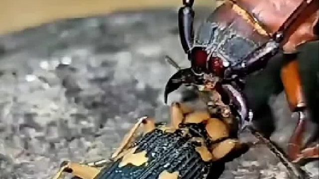 这是什么虫，居然这么厉害