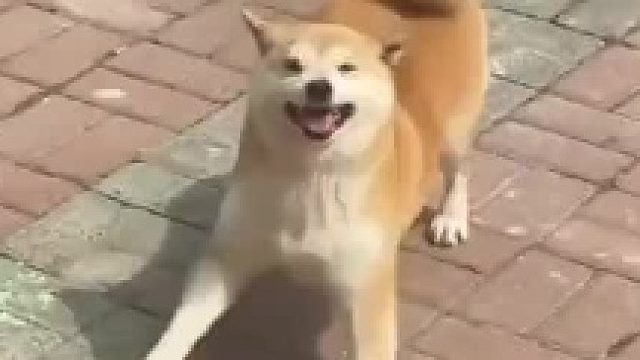 好想送它去上班