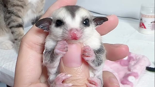 一只喜欢看电视的猫咪，也不知道它看不看得懂