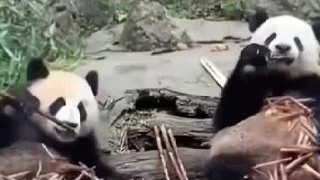 熊猫界也有800个心眼子的小家伙