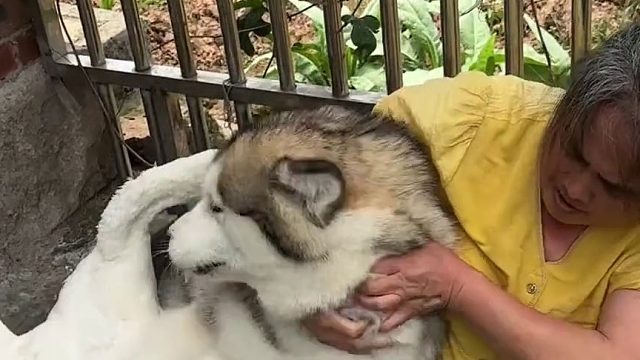 狗：不要拦着我，今天必须分出个胜负