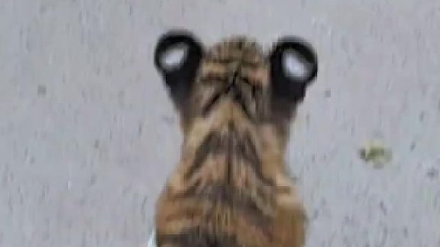 不敢过来 牵着的可是一只虎