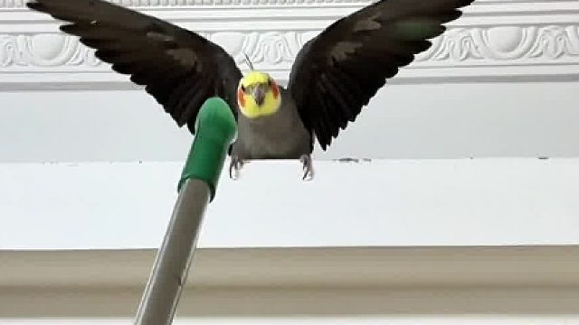 都说玄凤胆子小，我怎么养了只猛兽