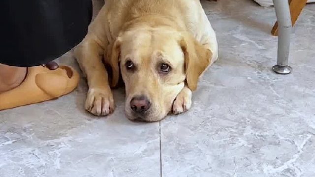 狗子没有一个动作是多余的