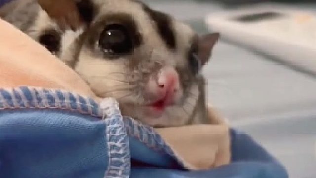 这么大的崽崽了 还是离不开人