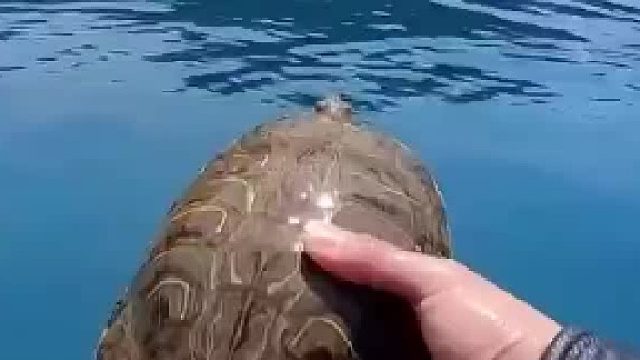 乌龟入水后只是分辨了一下方向就开足马力回到主人身边