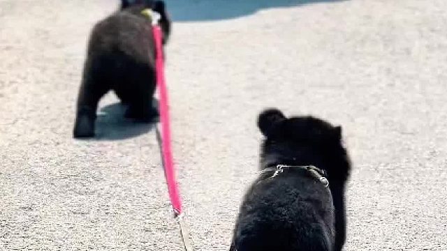 见过遛猫遛狗的 没见过遛熊的