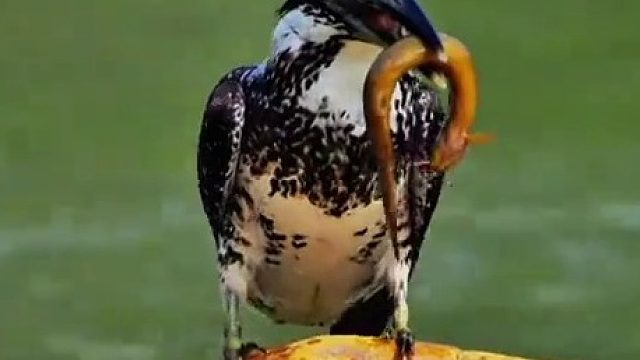 大哥你直接把我咽了不行么……