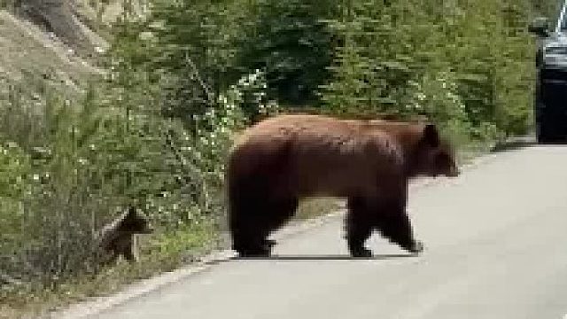 你见过熊宝跑步嘛
