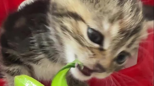 听听小馋猫吃青菜的原声