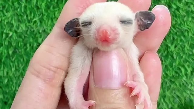 我们家小蜜抱手是从小练习的