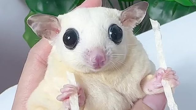 想啥呢，又呆住了