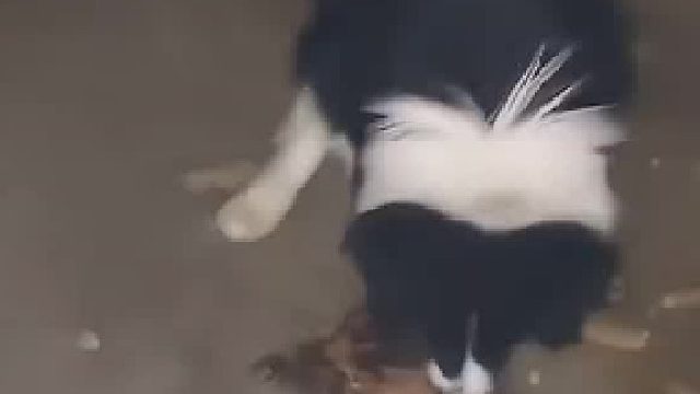 遛狗不牵绳，遇上这样的狗主人，连狗子都跟着受罪！