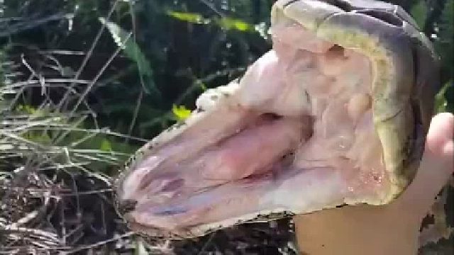 网纹蟒 与巨蟒 争夺世界上最大的蛇类的称号。