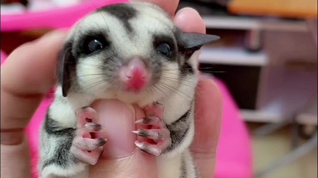 翻到彩票小时候，太可爱了