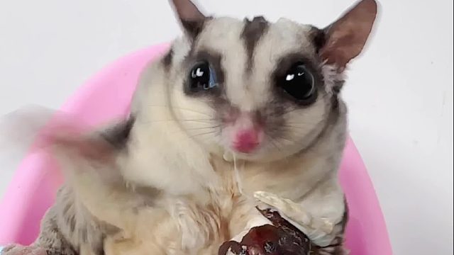 明明吃得那么香，碰到手上却又嫌弃脏