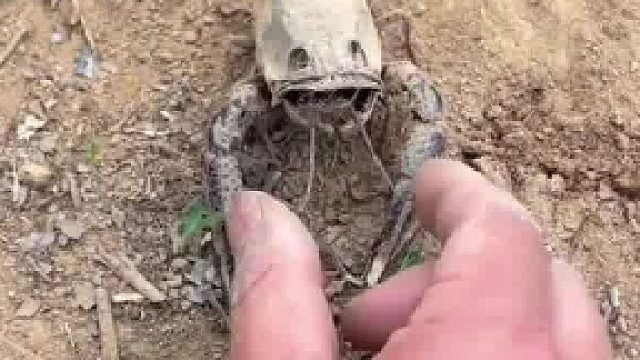 尴尬，这不是奔波儿霸吗？