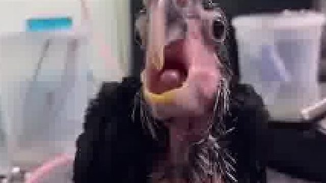 丑萌丑萌的 3个阶段的黑葵