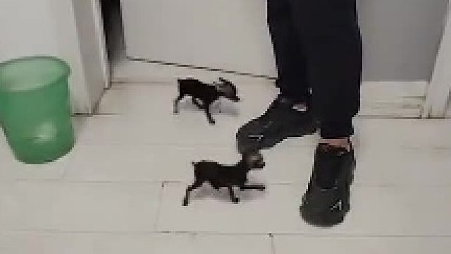 一看就非常乖的小狗