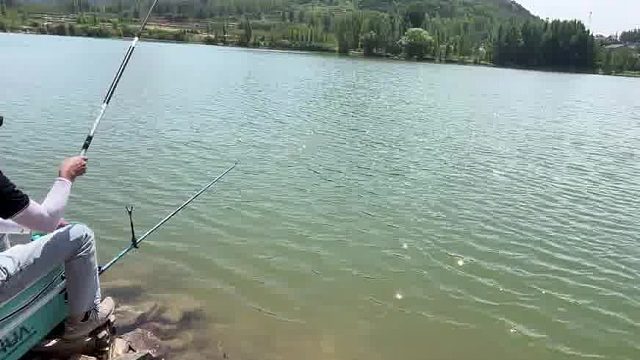 抽小卡拉米鲢鳙