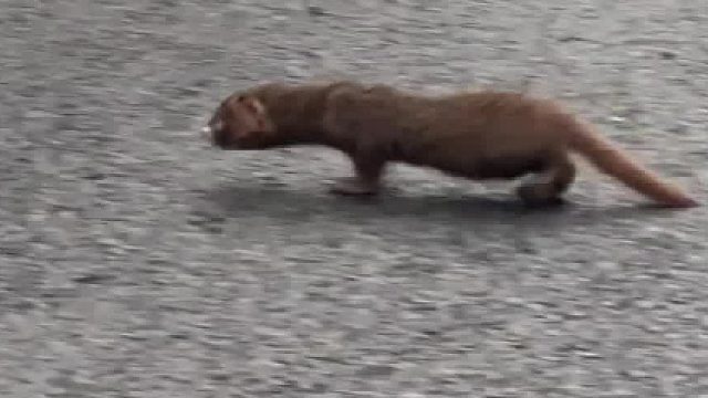 出门遛弯的黄鼠狼幼崽被妈妈叼回去一顿胖揍