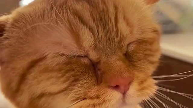 为什么！别人的小猫就能可可爱爱！