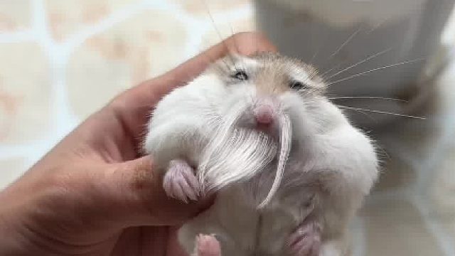 宝宝你是一个爷爷