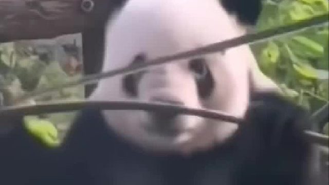 ＂人教版＂大熊猫，太搞笑了