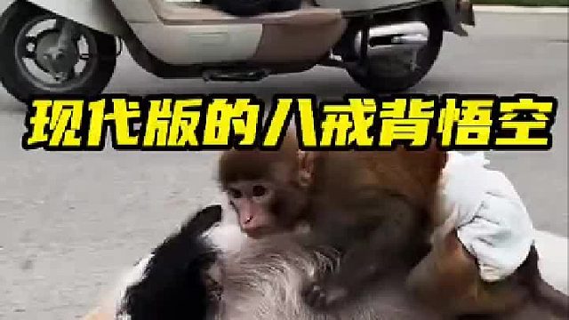 现代版八戒背悟空