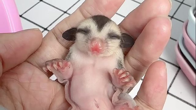 肥嘟嘟的，出袋第二天的白脸妹妹，盘了一会躺手睡得四仰八叉了