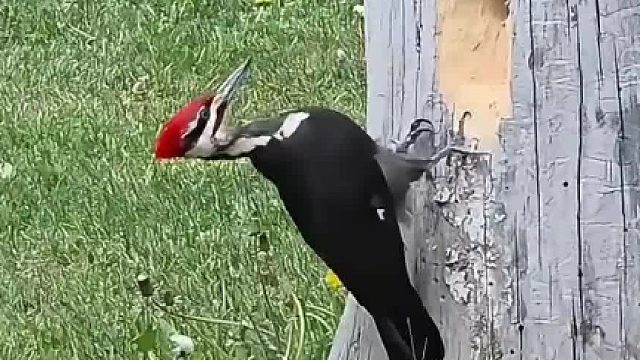 啄木鸟凿树，如果动物界有鲁班奖那非它莫属